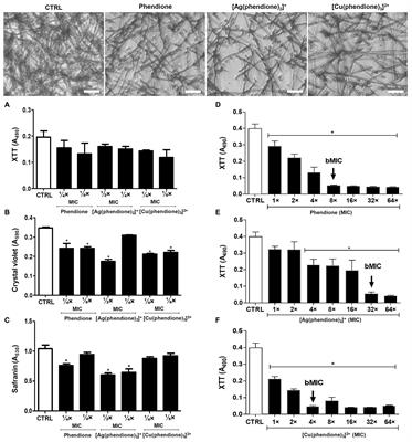 Silver(I) and Copper(II) Complexes of 1,10-Phenanthroline-5,6-Dione Against Phialophora verrucosa: A Focus on the Interaction With Human Macrophages and Galleria mellonella Larvae